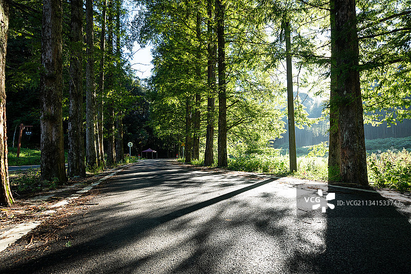 原始森林里的山路图片素材
