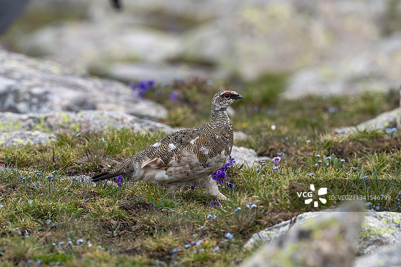 夏季阿尔泰山换羽后的岩雷鸟图片素材