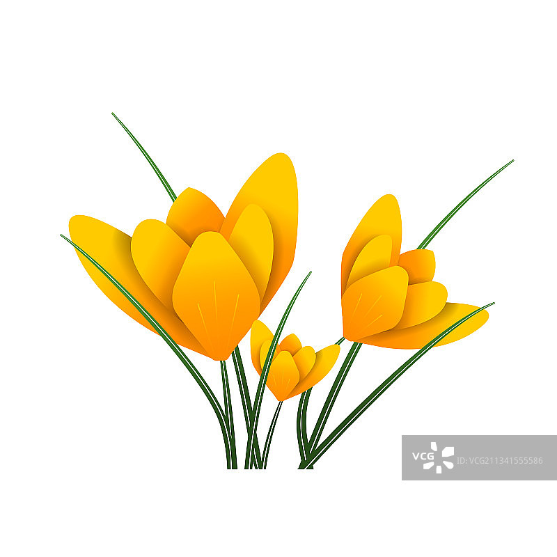 美丽的春季黄色番红花，已隔离图片素材