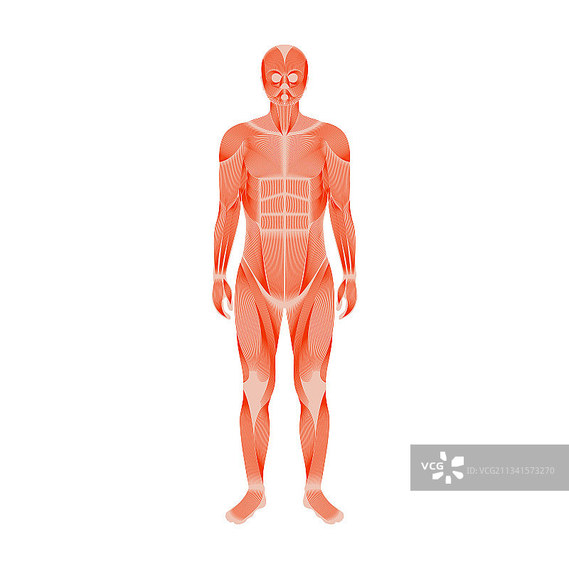 人的肌肉系统图片素材