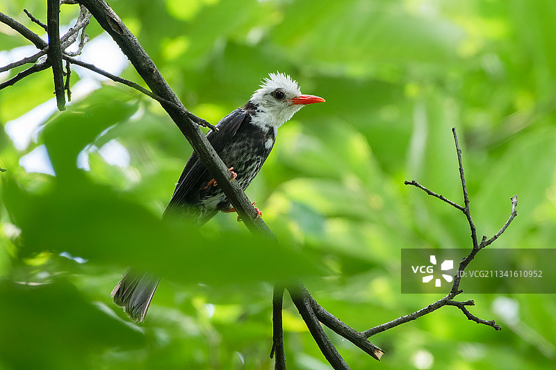 黑短脚鹎 Black Bulbul 在树枝上图片素材