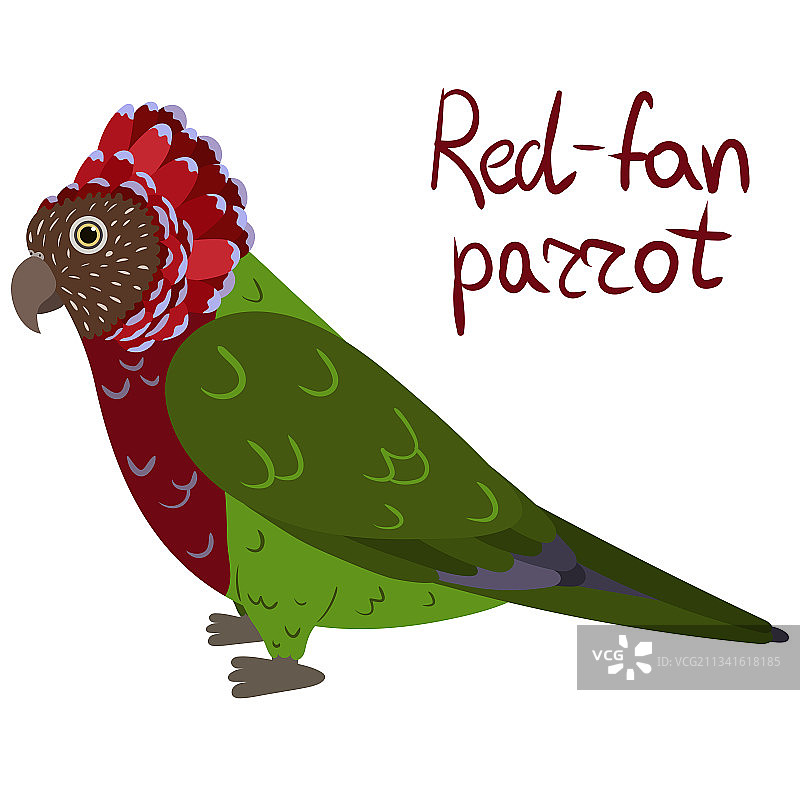 鹰头红扇鹦鹉图片素材