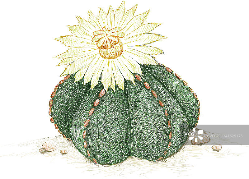 手绘星兜多肉植物素描图片素材