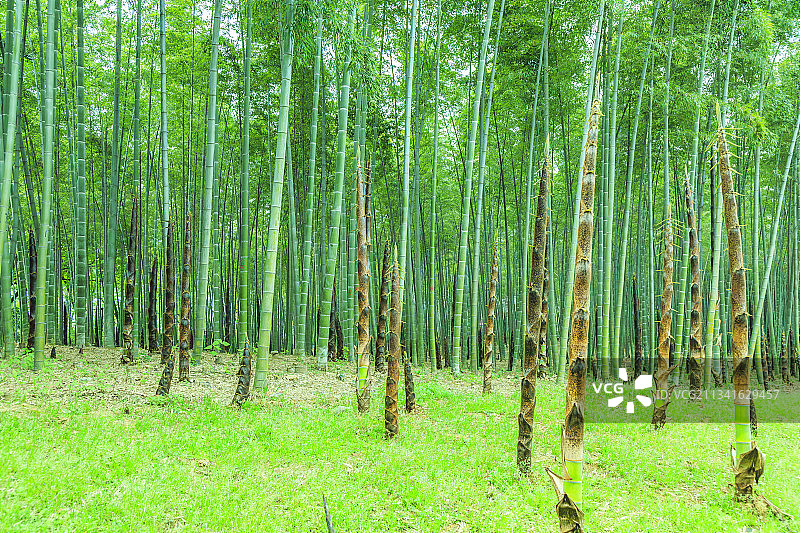 翠竹林绿竹子素材图片素材