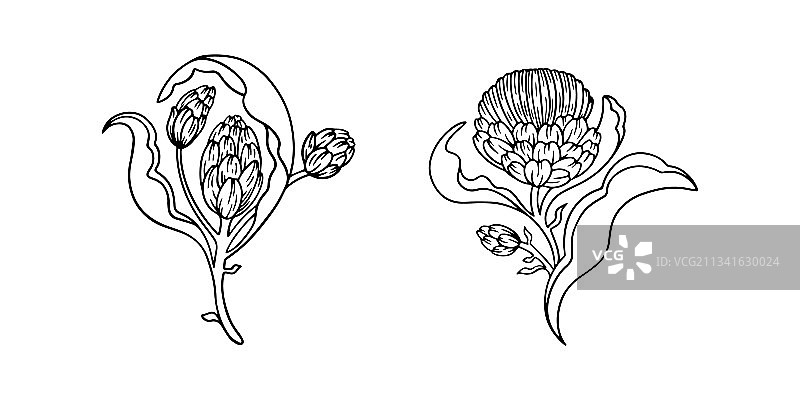 手绘朝鲜蓟，白色背景图片素材