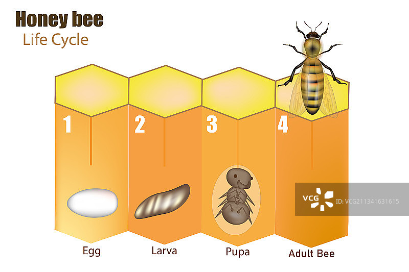 蜜蜂生命周期阶段发育图片素材