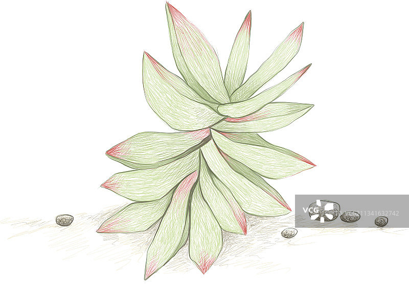 手绘素描：青锁龙多肉植物图片素材