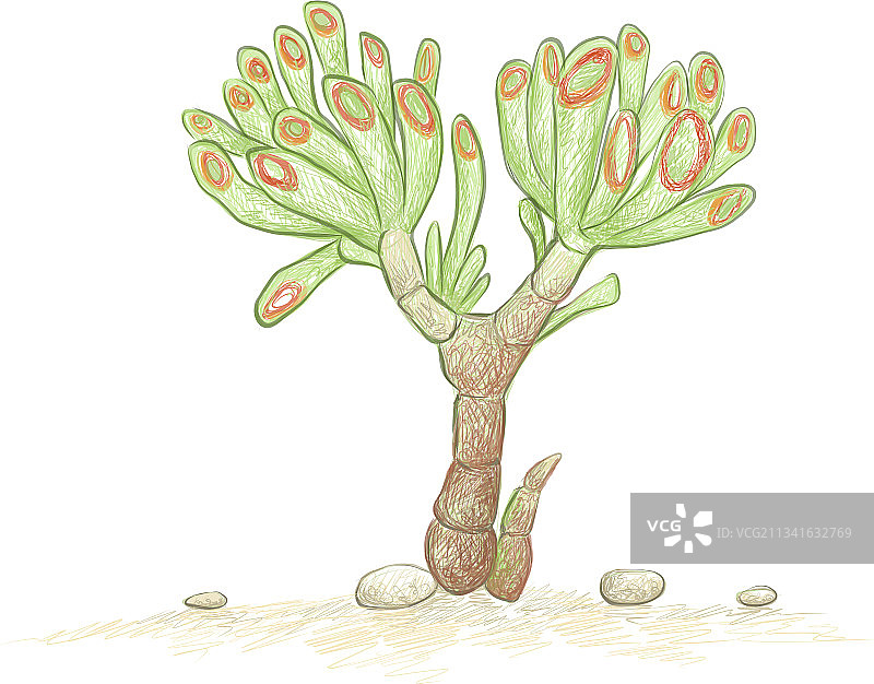 手绘 Crassula ovata多肉植物素描图片素材