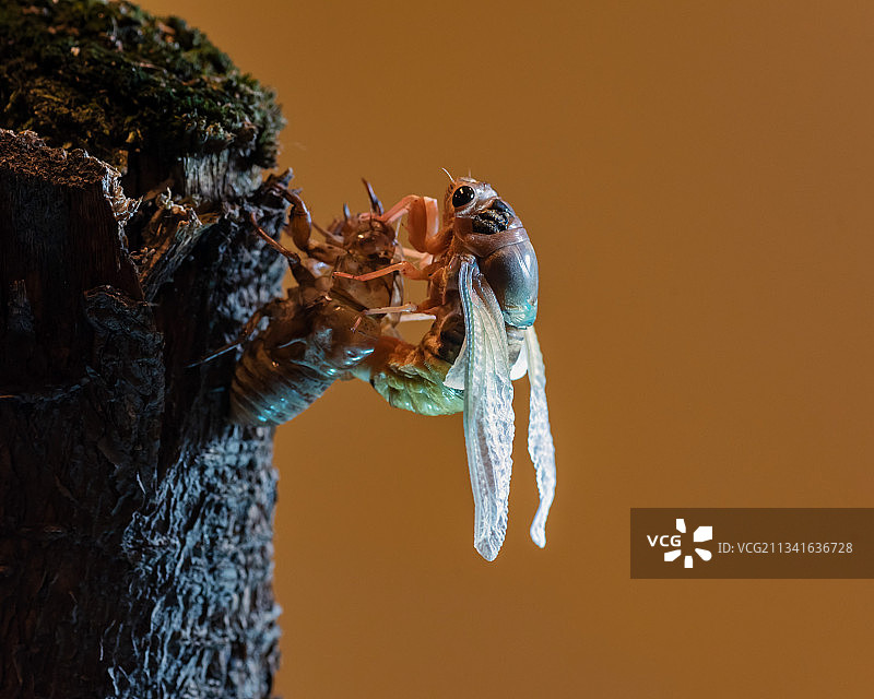 《金蝉脱壳》图片素材