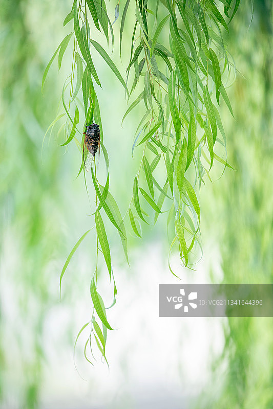 柳枝上的蝉图片素材