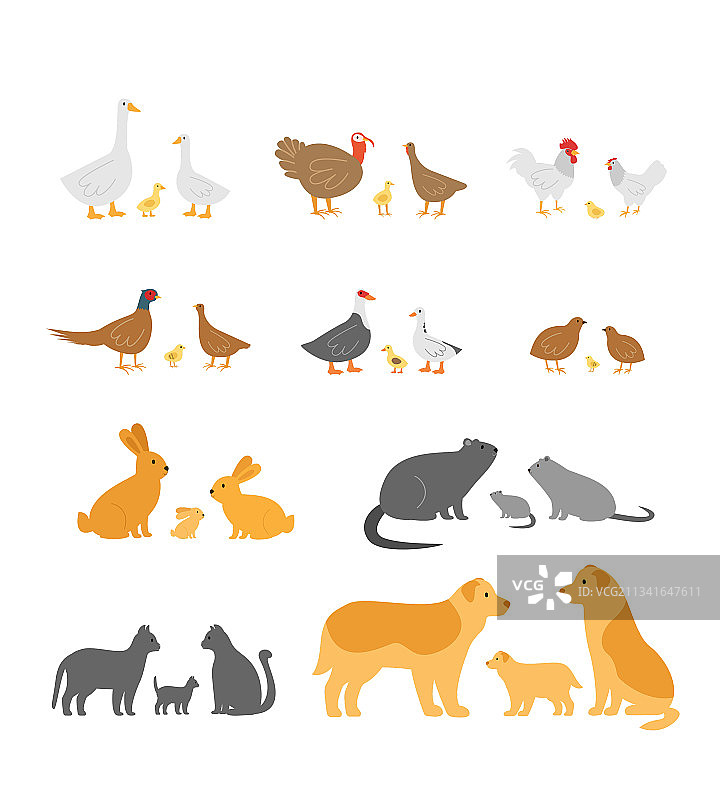 大型农场动物、鸟类、啮齿动物和宠物合集图片素材