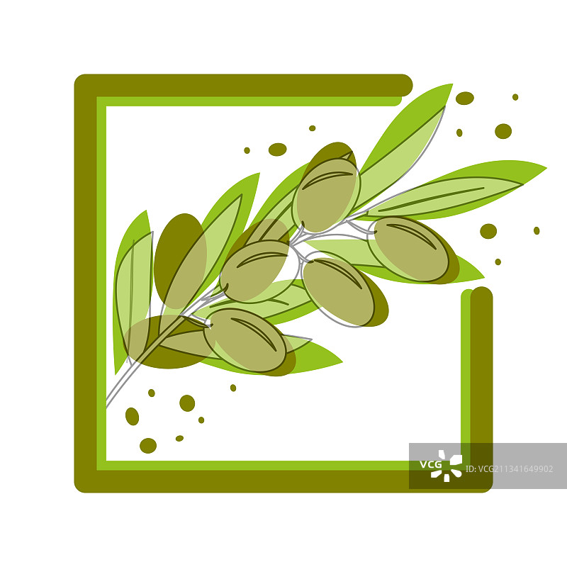 装饰性的绿色橄榄树枝图片素材