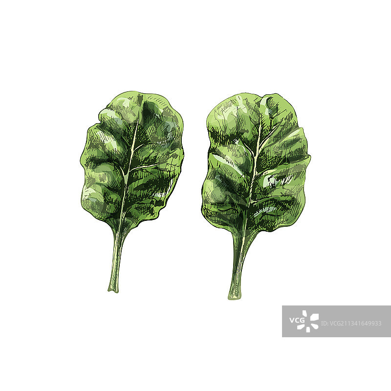 羽衣甘蓝新鲜带叶枝条图片素材