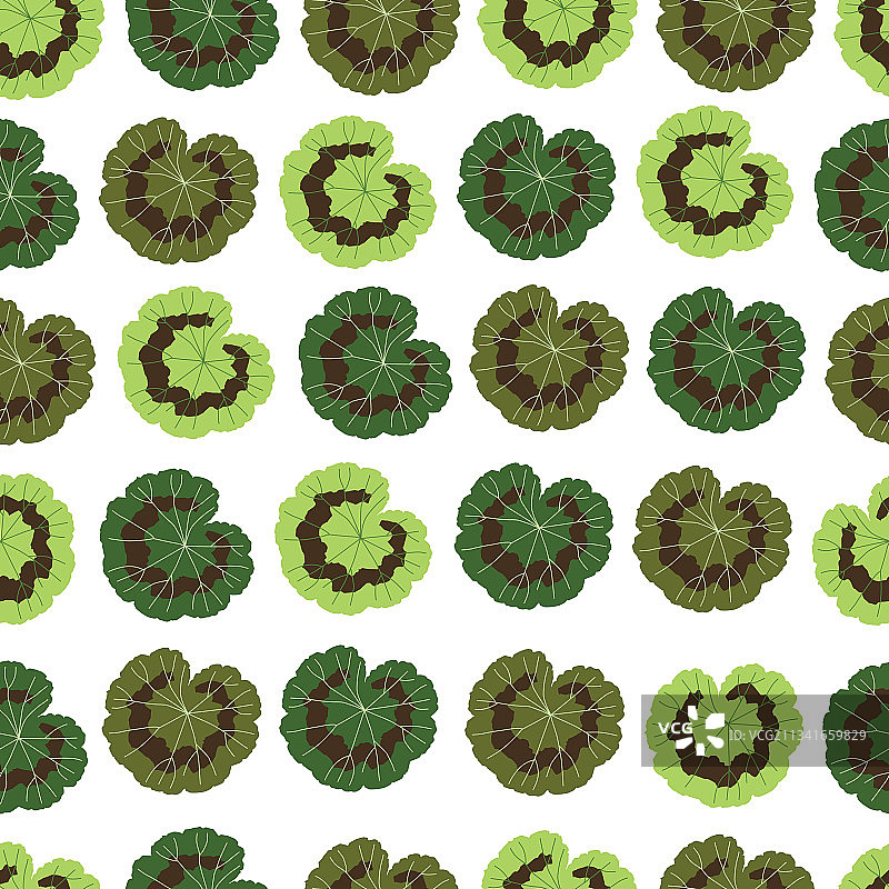 天竺葵叶子图片素材