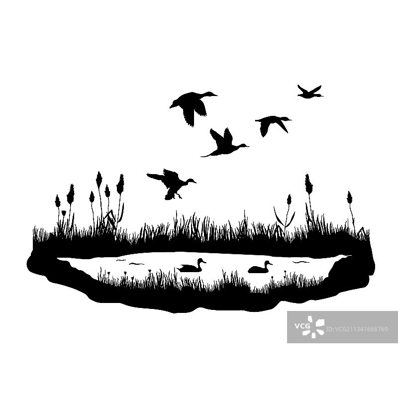 水生植物、鸭子和芦苇剪影图片素材