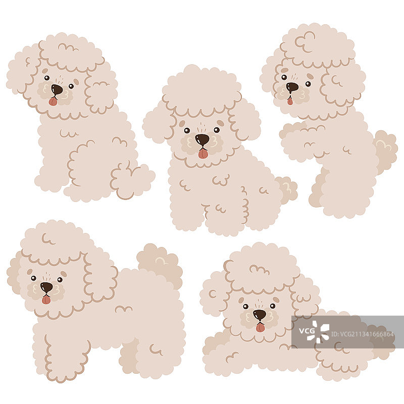 白色背景上的可爱迷你贵宾犬套装图片素材