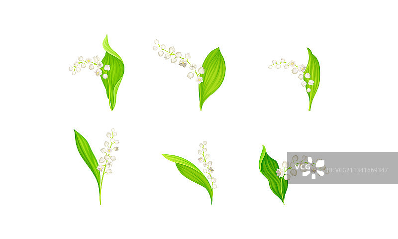 吊钟形白色铃兰花图片素材