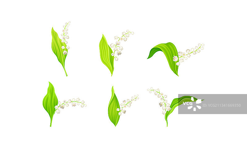 吊钟形白色铃兰花图片素材