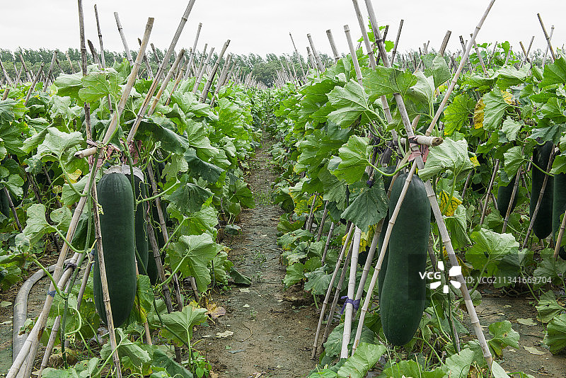 菜园种植的冬瓜图片素材
