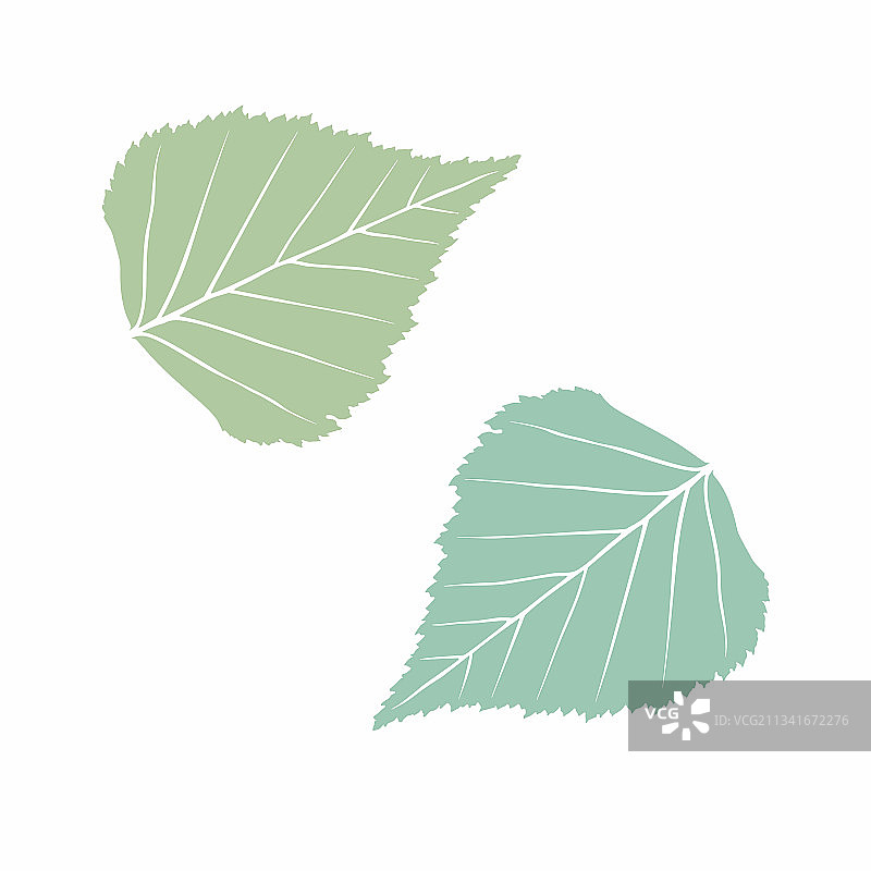 优雅的绿色树叶扁平树枝图片素材