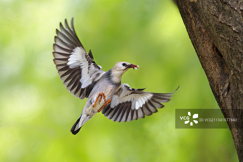 丝光椋鸟图片素材
