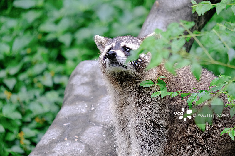 思索中的小浣熊图片素材