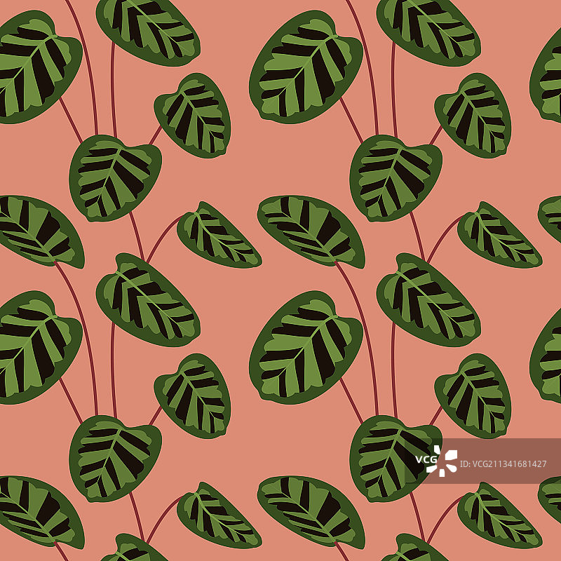 简约绿色竹芋叶热带植物图片素材