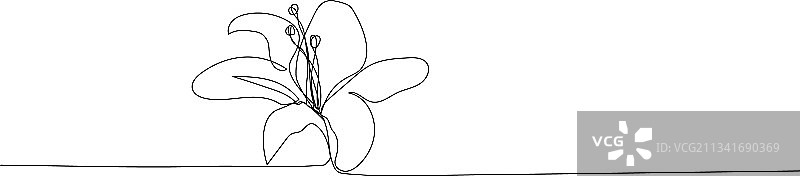 连续单线绘画：芙蓉花图片素材