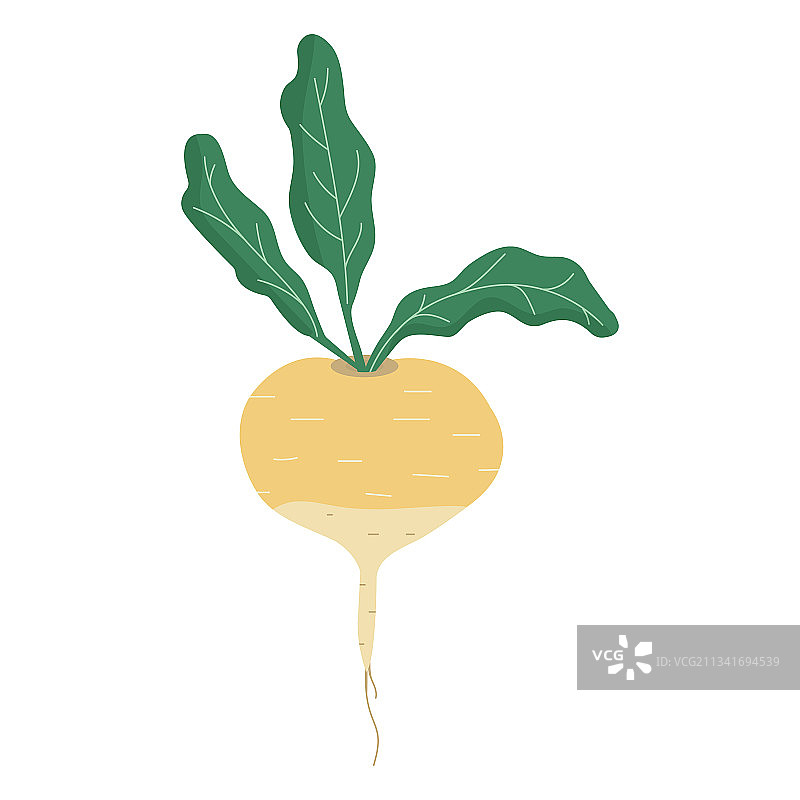 白色背景下的萝卜生态食品图片素材