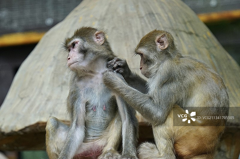 抓虱子的猴子图片素材