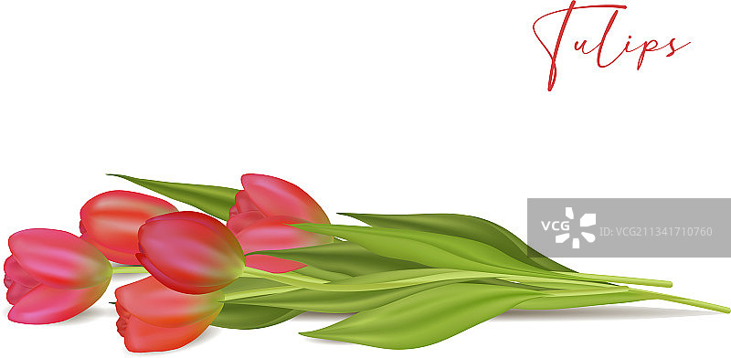 逼真的郁金香套装图片素材