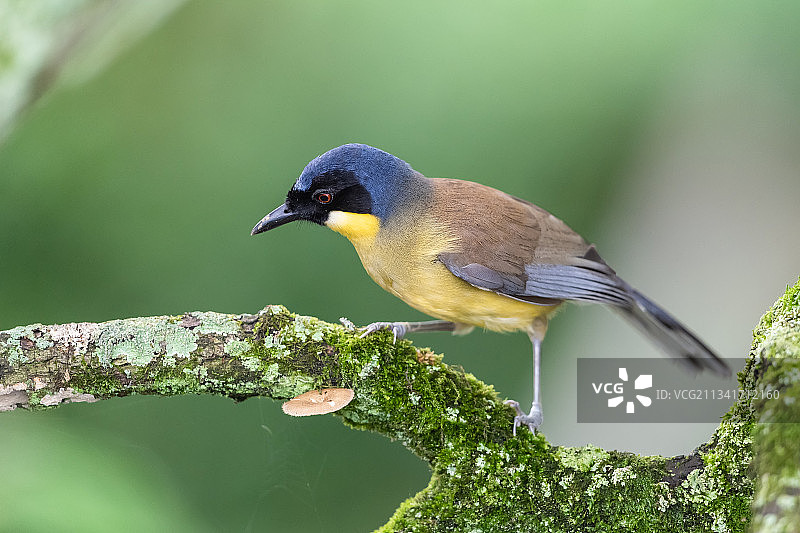 踩蘑菇的“黄喉”图片素材