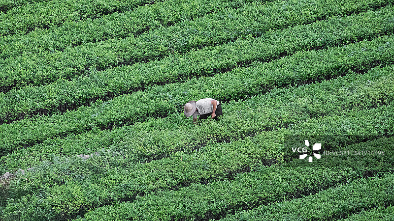 茶园图片素材