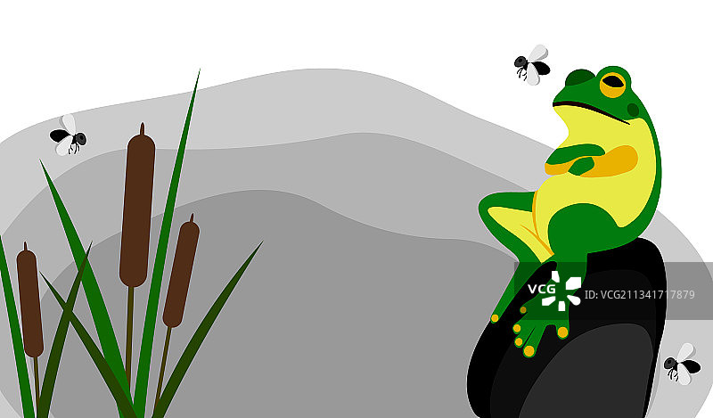 一只重要的青蛙坐在沼泽附近的岩石上图片素材