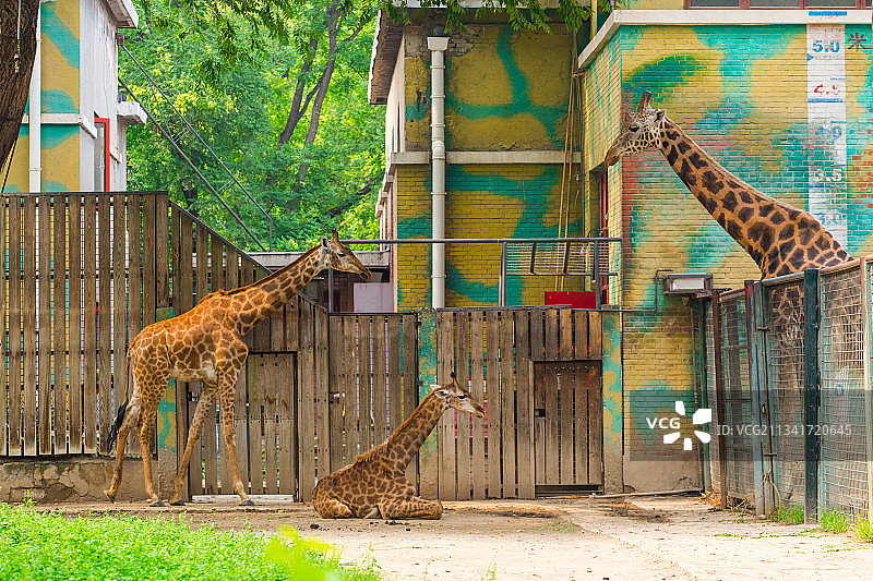 长颈鹿图片素材