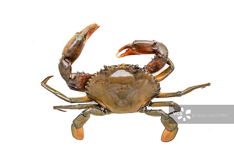 一只生猛的水蟹图片素材
