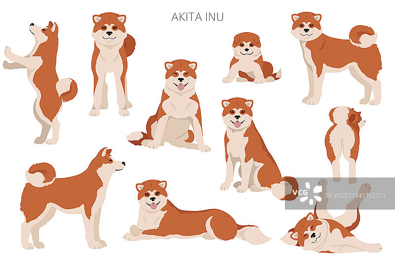 各种毛色的秋田犬剪贴画图片素材