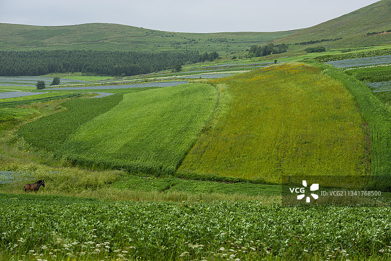 2013年8月2日中国河北省张家口市沽源县自然风光图片素材