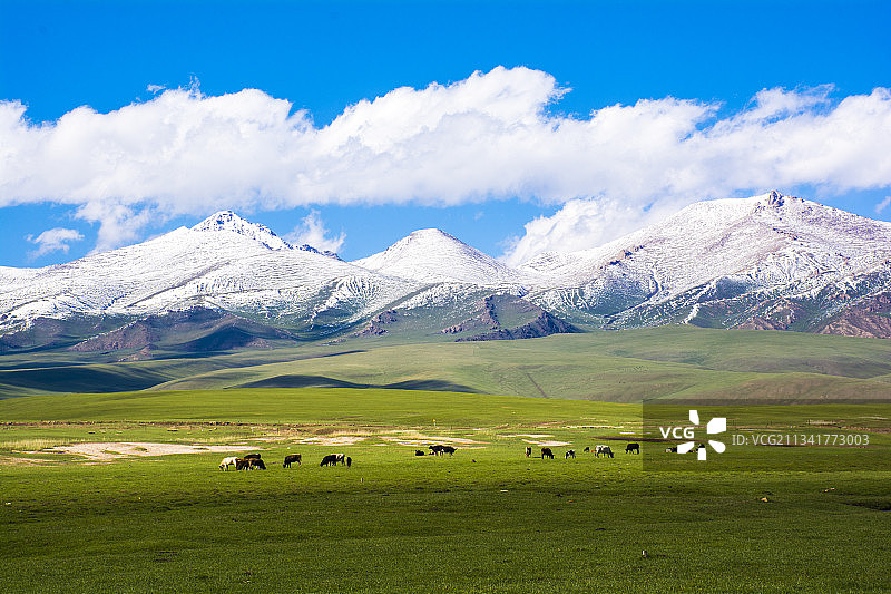 新疆巴音布鲁克大草原图片素材