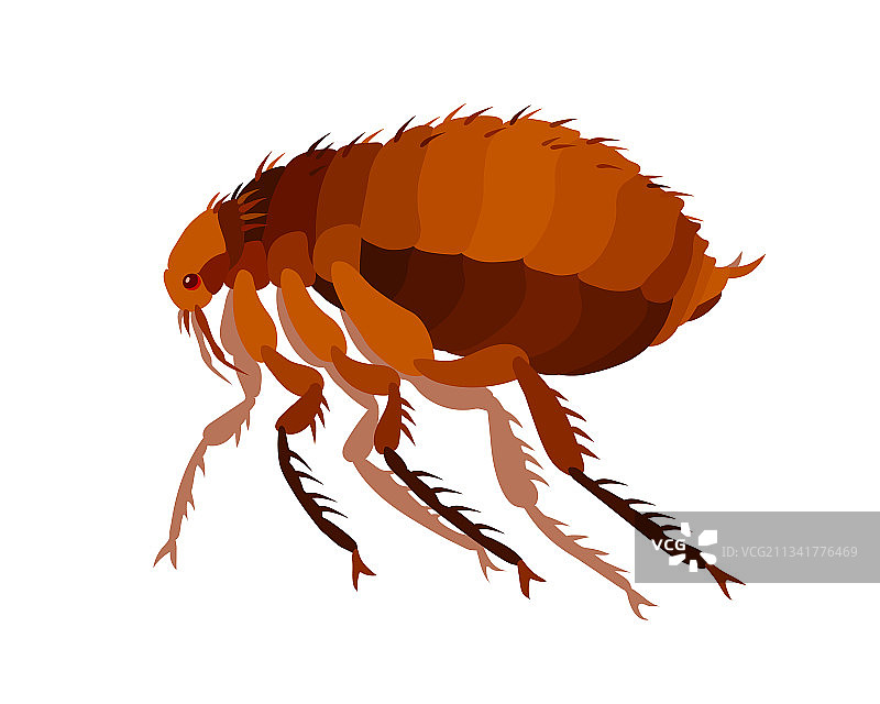 跳蚤寄生虫瘟疫感染吸血鬼图片素材