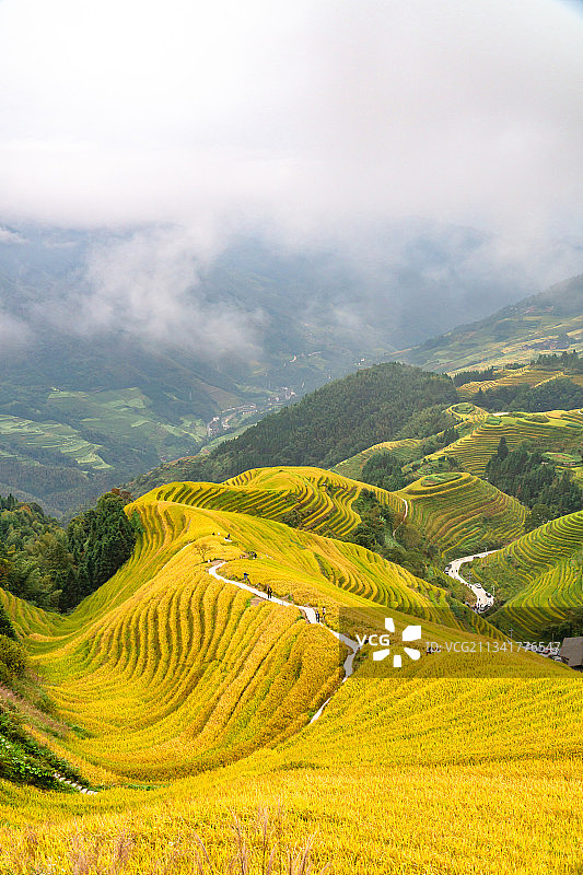 广西桂林龙脊梯田金秋稻田风光图片素材