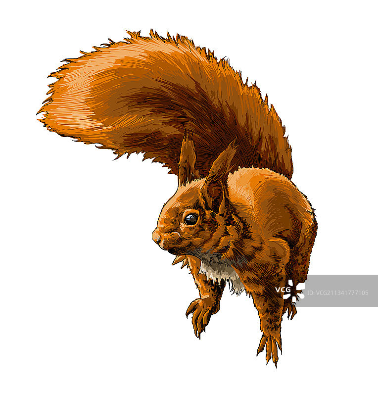 水彩风格的欧亚红松鼠图片素材