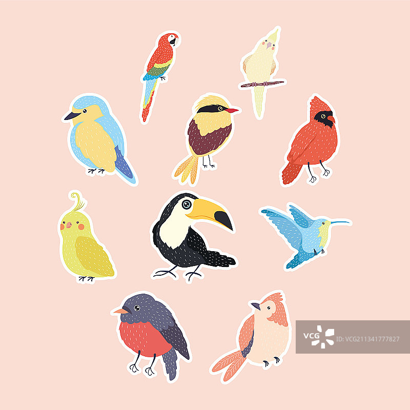 十种鸟类图片素材