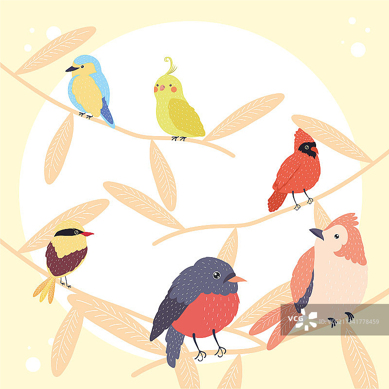 五种鸟类图片素材