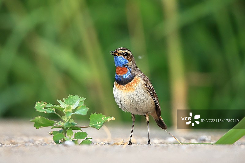 蓝喉歌鸲图片素材