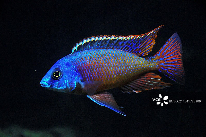 自家阳台种的马鲷图片素材