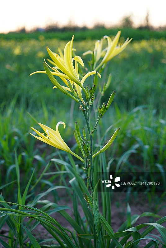黄花菜地里新鲜的黄花菜图片素材