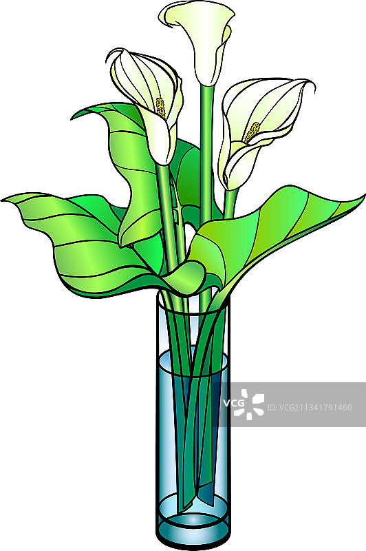 玻璃花瓶中的马蹄莲花束图片素材