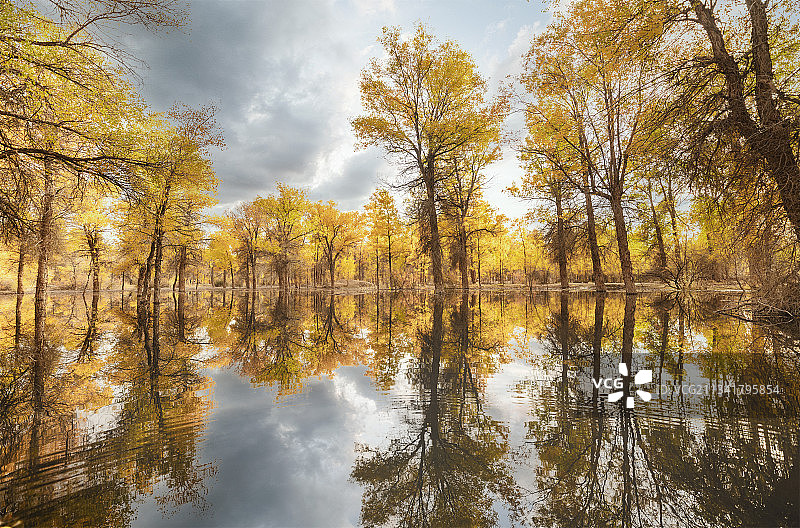 金塔胡杨林图片素材