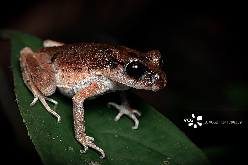 掌突蟾图片素材